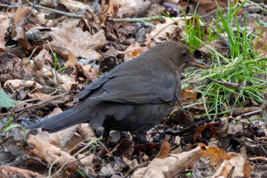 Common Blackbird (Turdus merula) Female foraging